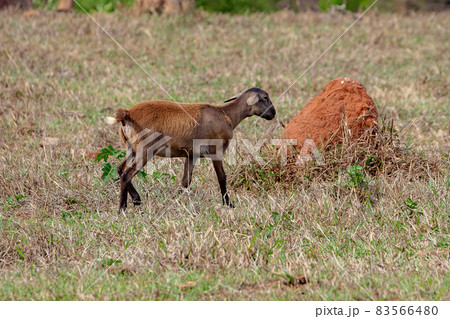Adult brown sheep 83566480