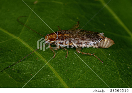 Adult Female Wood Cockroach 83566516