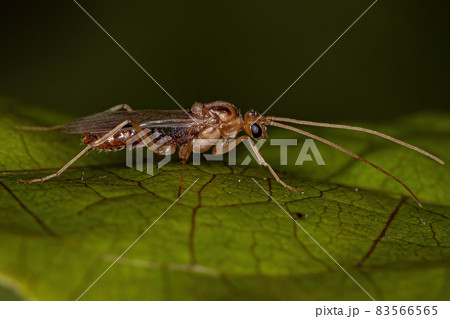 Adult Male Winged Trap-jaw Ant 83566565