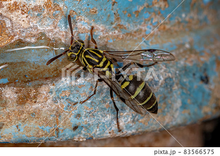 Adult Paper Wasp Adult Paper Wasp 83566575
