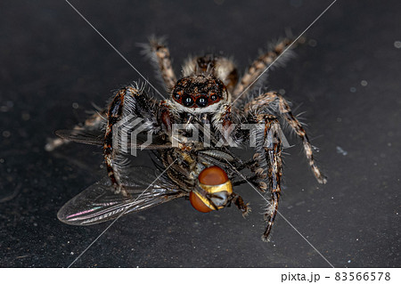 Male Adult Gray Wall Jumping Spider 83566578