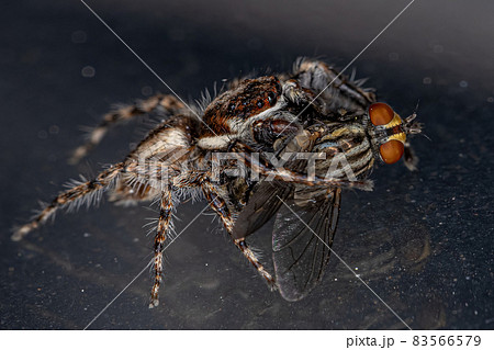 Male Adult Gray Wall Jumping Spider 83566579