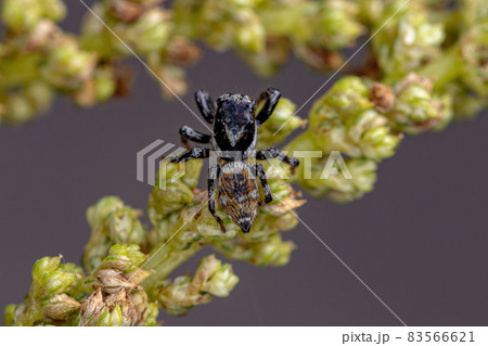 Adult Male Jumping Spider Adult Male Jumping Spider 83566621