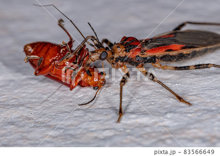 Adult Assassin Bug 83566649