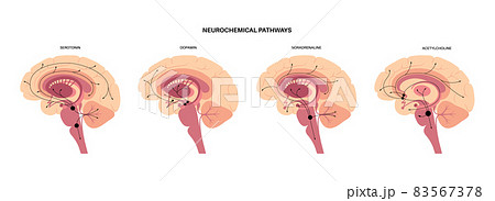 Neurochemical pathway diagram Neurochemical pathway diagram 83567378