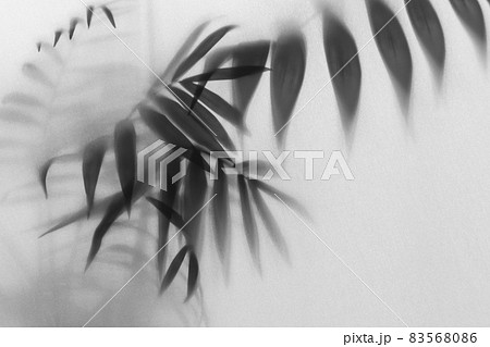 fog effect of blurred palm leaves silhouettes behind frosted glass with backlight   83568086