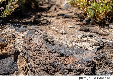 Tenerife lizards, Gallotia gallot in Canary Islands Tenerife lizards, Gallotia gallot in Canary Islands 83568748