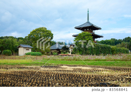 法起寺　三重塔とコスモス畑と野焼き　奈良 83568841