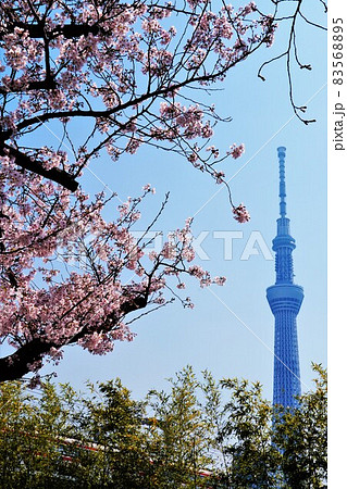 桜と東京スカイツリー 桜と東京スカイツリー 83568895