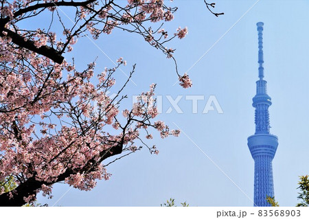 桜と東京スカイツリー 83568903