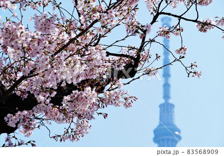 桜と東京スカイツリー 桜と東京スカイツリー 83568909