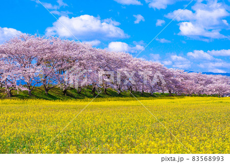 藤原宮跡の桜と菜の花 83568993