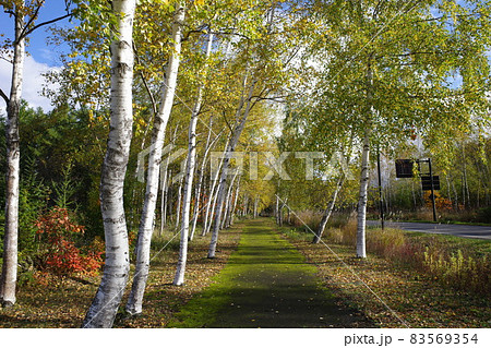 美瑛の白樺並木の紅葉 83569354