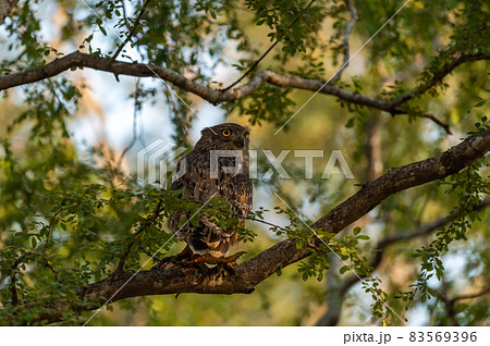 Brown fish owl or Bubo zeylonensis or Ketupa zeylonensis perched on tree with frog kill in his claw at ranthambore national park rajasthan india Brown fish owl or Bubo zeylonensis or Ketupa zeylonensis perched on tree with frog kill in his claw at ranthambore national park rajasthan india 83569396