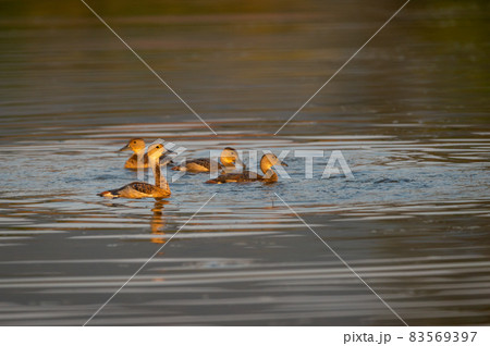 Lesser whistling duck flock of birds floating in water at ranthambore national park rajasthan india - Dendrocygna javanica Lesser whistling duck flock of birds floating in water at ranthambore national park rajasthan india - Dendrocygna javanica 83569397