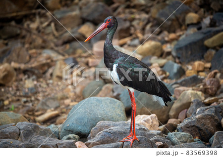 Black stork or Ciconia nigra bird protrait in winter migration at ranthambore national park rajasthan india Black stork or Ciconia nigra bird protrait in winter migration at ranthambore national park rajasthan india 83569398