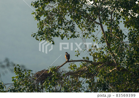 Bonelli's eagle or Aquila fasciata on a winter morning at ranthambore national park rajasthan india Bonelli's eagle or Aquila fasciata on a winter morning at ranthambore national park rajasthan india 83569399