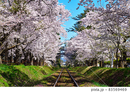 桜景　津軽鉄道　芦野公園駅付近 83569469
