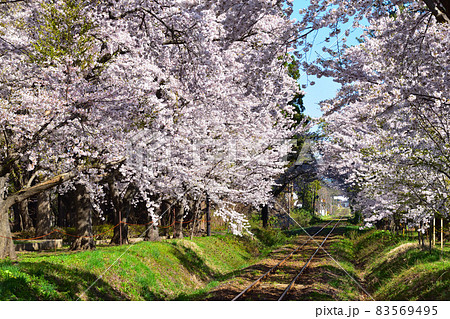桜景　津軽鉄道　芦野公園駅付近 83569495