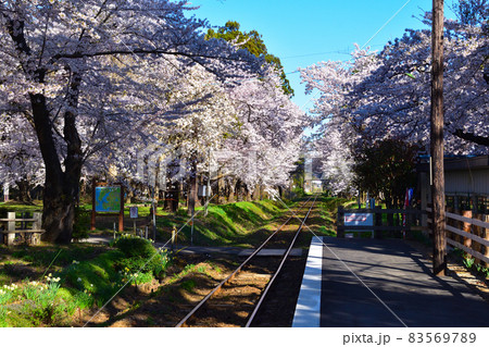 桜景 津軽鉄道 芦野公園駅付近 桜景 津軽鉄道 芦野公園駅付近 83569789