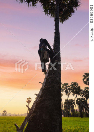 Old man with career climbing sugar palm tree to keeping in the morning, Ayutthaya 83569901
