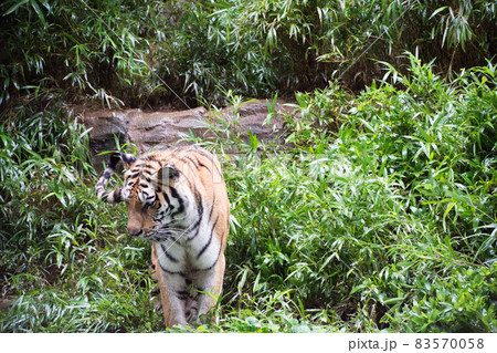 アムールトラ アムールトラ 83570058