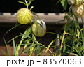 風船唐綿の実 83570063