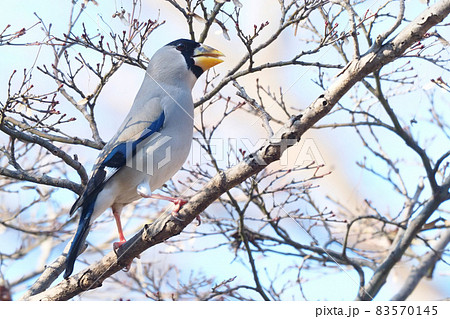 イカル イカル 83570145