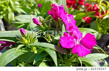 ナデシコ・ジャパン 83570347