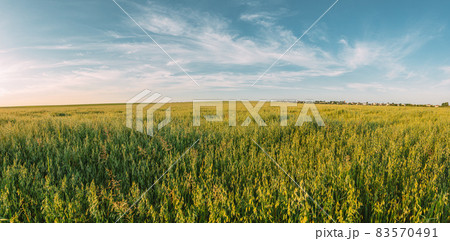 Countryside Rural Field Landscape With Oats In Summer Sunny Day. Agricultural Field. Panorama, Panormic View Countryside Rural Field Landscape With Oats In Summer Sunny Day. Agricultural Field. Panorama, Panormic View 83570491