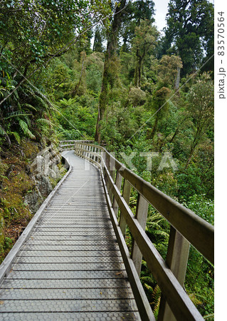 ニュージーランド・ホキティカ ニュージーランド・ホキティカ 83570564