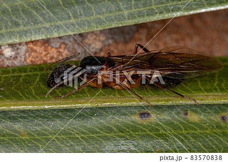 Adult Female Carpenter Queen Ant Adult Female Carpenter Queen Ant 83570838