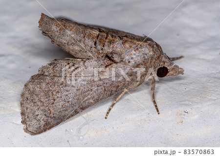Adult Moth Insect 83570863