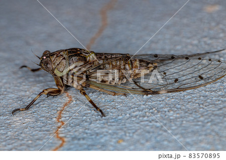 Adult Typical Cicada 83570895