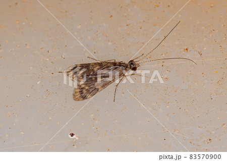 Adult Net-spinning Caddisfly Adult Net-spinning Caddisfly 83570900