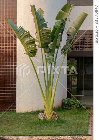 Traveller Palm Tree Traveller Palm Tree 83570947