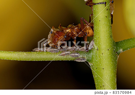 Adult Yellow Turtle Ants Adult Yellow Turtle Ants 83570984