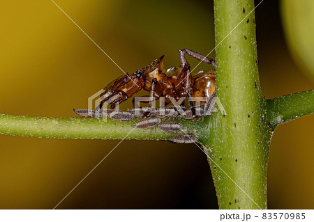 Adult Yellow Turtle Ants Adult Yellow Turtle Ants 83570985