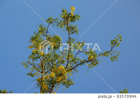 Golden Rain Tree Yellow Flowers Golden Rain Tree Yellow Flowers 83570994