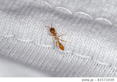 Adult Female Twig Ant 83571039