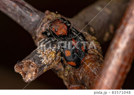 Small Jumping spider Small Jumping spider 83571048