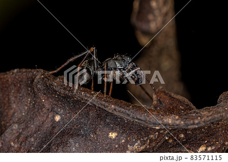 Male Adult Jumping Spider Male Adult Jumping Spider 83571115