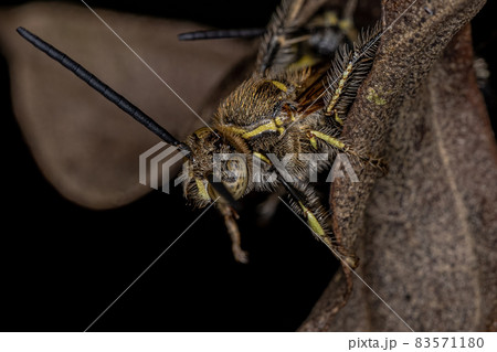 Adult Scoliid Wasp Adult Scoliid Wasp 83571180