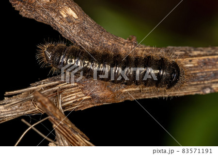 Long-jointed Beetle Larva 83571191