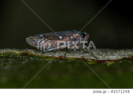 Adult Typical Sharpshooter Adult Typical Sharpshooter 83571248