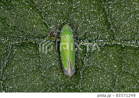 Adult Small Sharpshooter Insect Adult Small Sharpshooter Insect 83571249