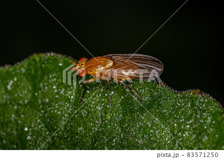 Adult Acalyptrate Fly 83571250