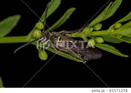 Adult Scoliid Wasp Adult Scoliid Wasp 83571256