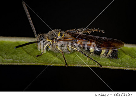Adult Scoliid Wasp 83571257