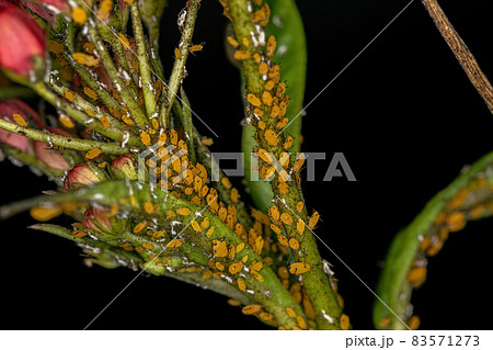 Small Aphids Insects 83571273